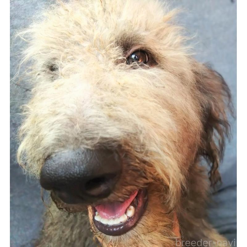 販売中の兵庫県のゴールデンドゥードル:ゴールデンレトリーバー×プードル-390625の3枚目