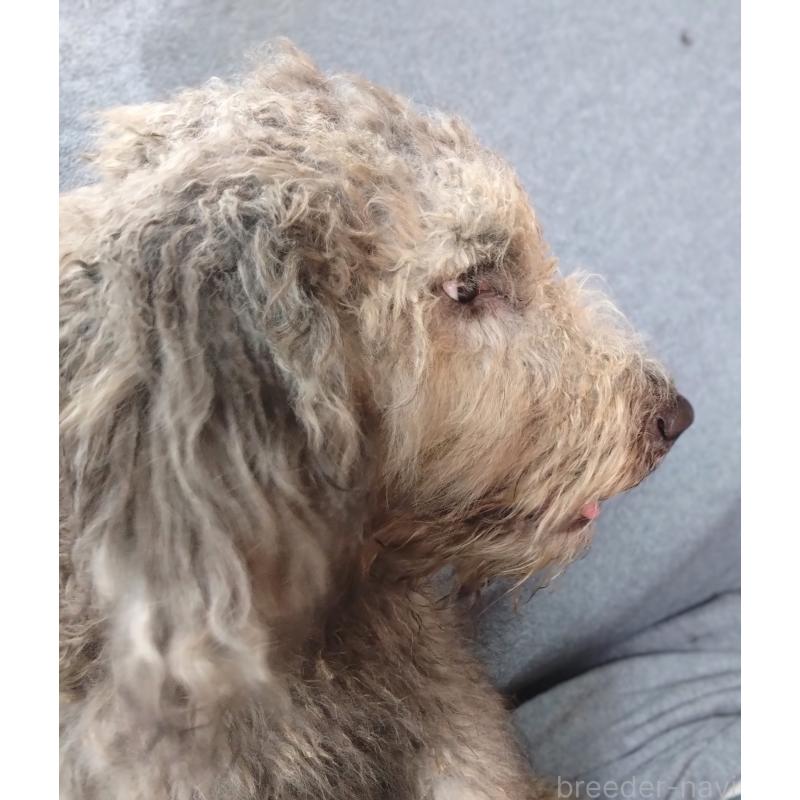 販売中の兵庫県のゴールデンドゥードル:ゴールデンレトリーバー×プードル-390625の2枚目