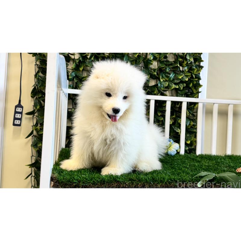 販売中の茨城県のサモエド-417426の5枚目
