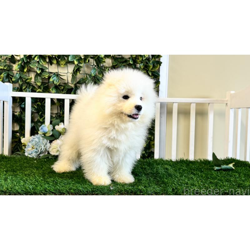 販売中の茨城県のサモエド-417426の3枚目