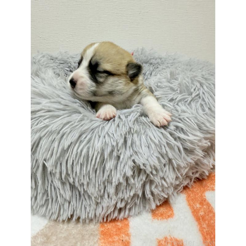販売中の千葉県のウェルシュコーギーペンブローク-417429の9枚目
