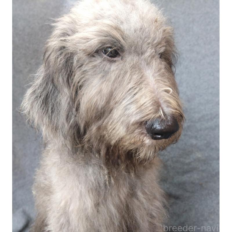 販売中の兵庫県のゴールデンドゥードル:ゴールデンレトリーバー×プードル-390781の1枚目