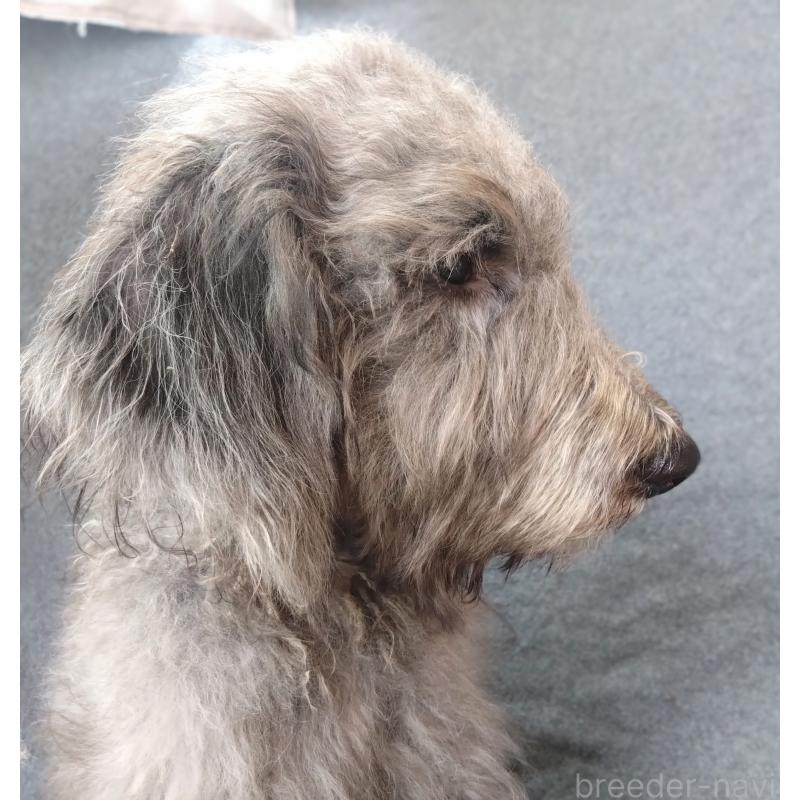 販売中の兵庫県のゴールデンドゥードル:ゴールデンレトリーバー×プードル-390781の2枚目