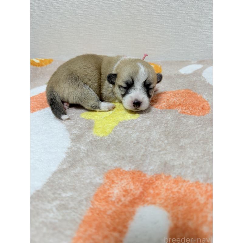 販売中の千葉県のウェルシュコーギーペンブローク-417429の4枚目