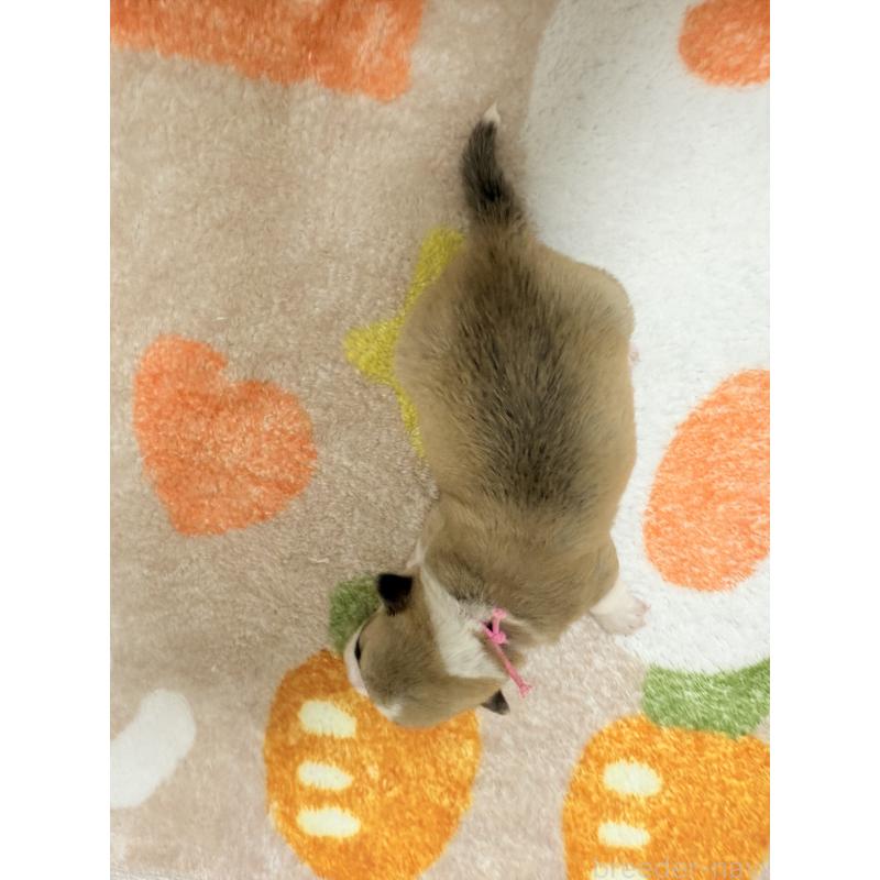 販売中の千葉県のウェルシュコーギーペンブローク-417429の3枚目