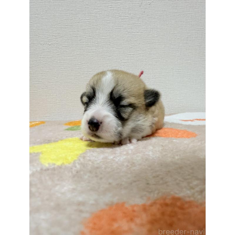 販売中の千葉県のウェルシュコーギーペンブローク-417429の2枚目