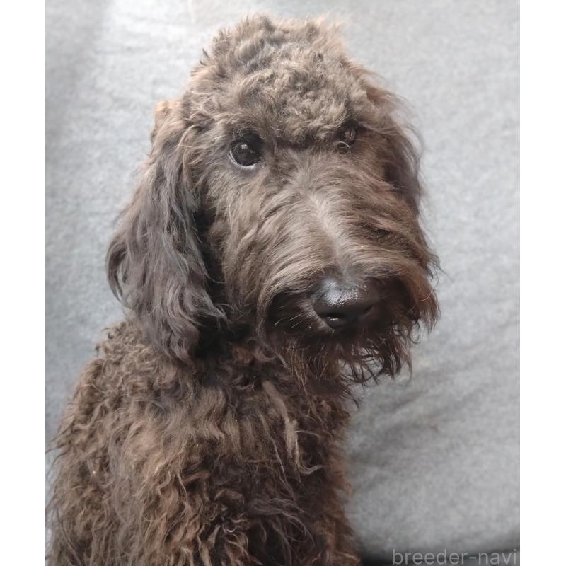 販売中の兵庫県のゴールデンドゥードル:ゴールデンレトリーバー×プードル-390783の6枚目