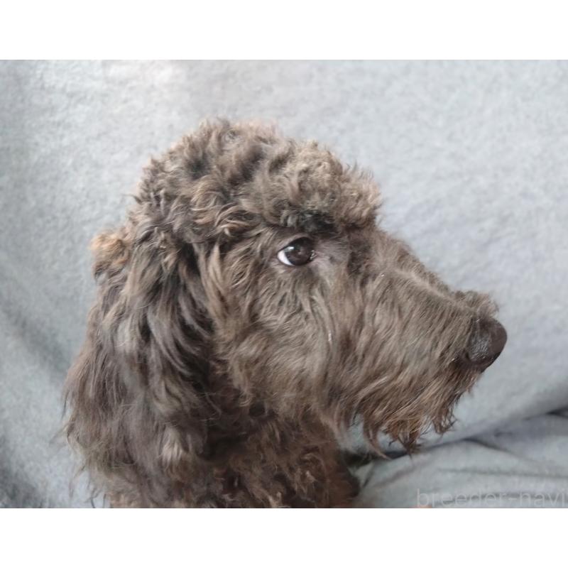 販売中の兵庫県のゴールデンドゥードル:ゴールデンレトリーバー×プードル-390783の5枚目