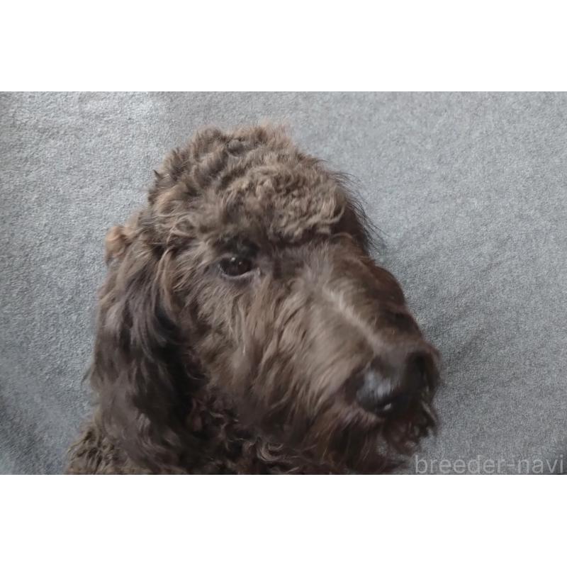 販売中の兵庫県のゴールデンドゥードル:ゴールデンレトリーバー×プードル-390783の4枚目