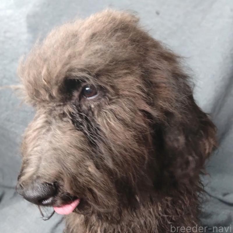 販売中の兵庫県のゴールデンドゥードル:ゴールデンレトリーバー×プードル-390787の2枚目