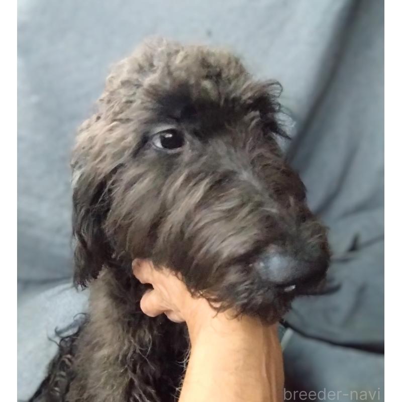 販売中の兵庫県のゴールデンドゥードル:ゴールデンレトリーバー×プードル-390783の3枚目