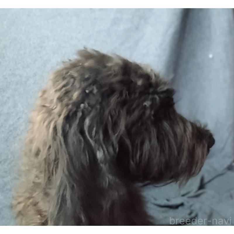 販売中の兵庫県のゴールデンドゥードル:ゴールデンレトリーバー×プードル-390783の2枚目
