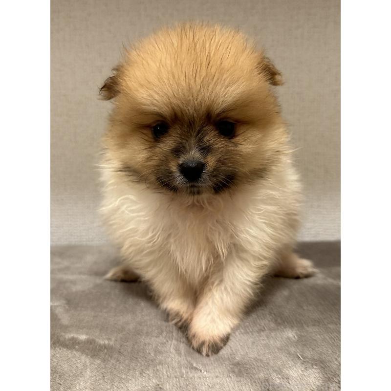 販売中の滋賀県のポメラニアン-417430の5枚目