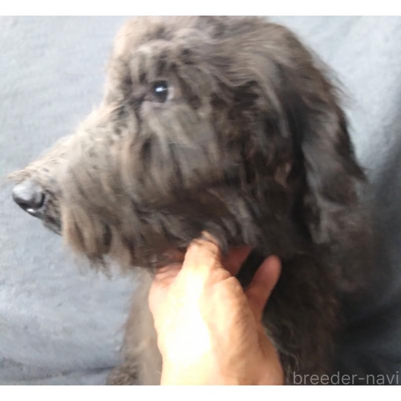 販売中の兵庫県のゴールデンドゥードル:ゴールデンレトリーバー×プードル-390786の3枚目