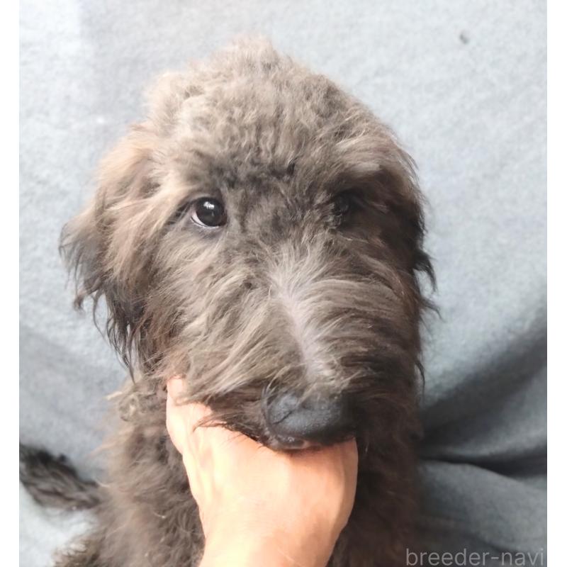 販売中の兵庫県のゴールデンドゥードル:ゴールデンレトリーバー×プードル-390786の2枚目