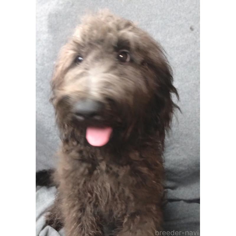 販売中の兵庫県のゴールデンドゥードル:ゴールデンレトリーバー×プードル-390785の4枚目