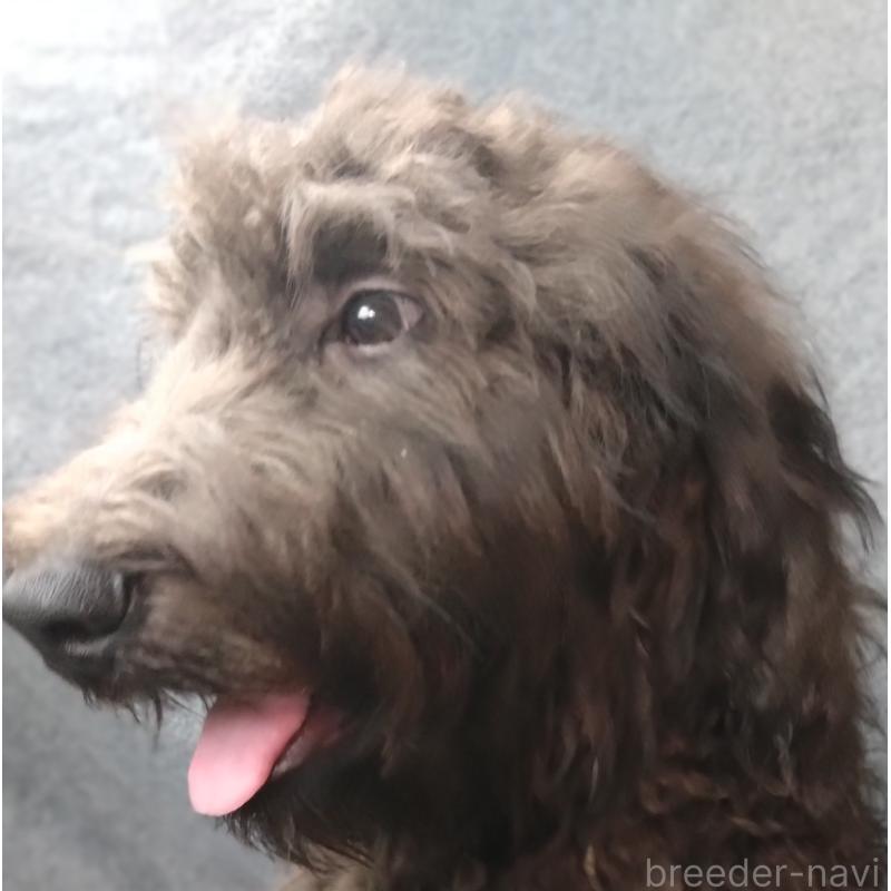 販売中の兵庫県のゴールデンドゥードル:ゴールデンレトリーバー×プードル-390785の3枚目