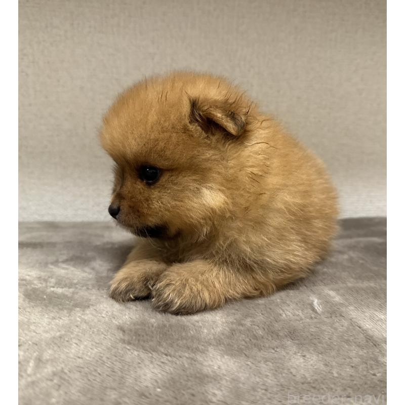 販売中の滋賀県のポメラニアン-417431の2枚目