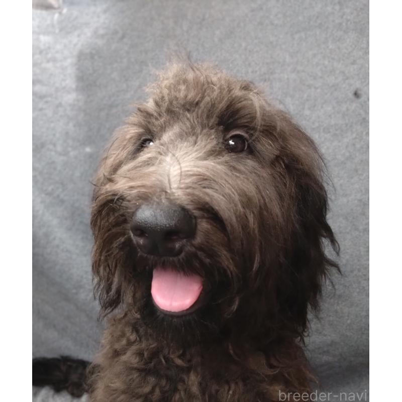 販売中の兵庫県のゴールデンドゥードル:ゴールデンレトリーバー×プードル-390785の2枚目