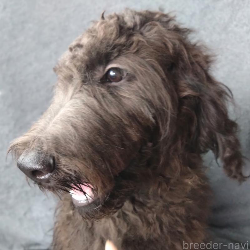 販売中の兵庫県のゴールデンドゥードル:ゴールデンレトリーバー×プードル-390788の3枚目