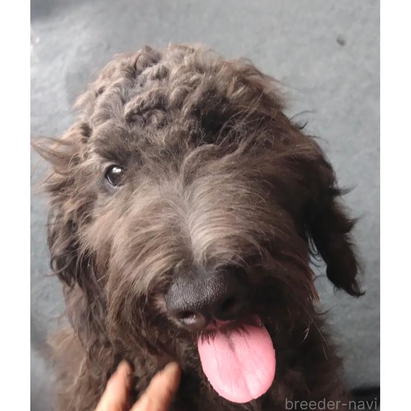販売中の兵庫県のゴールデンドゥードル:ゴールデンレトリーバー×プードル-390788の2枚目
