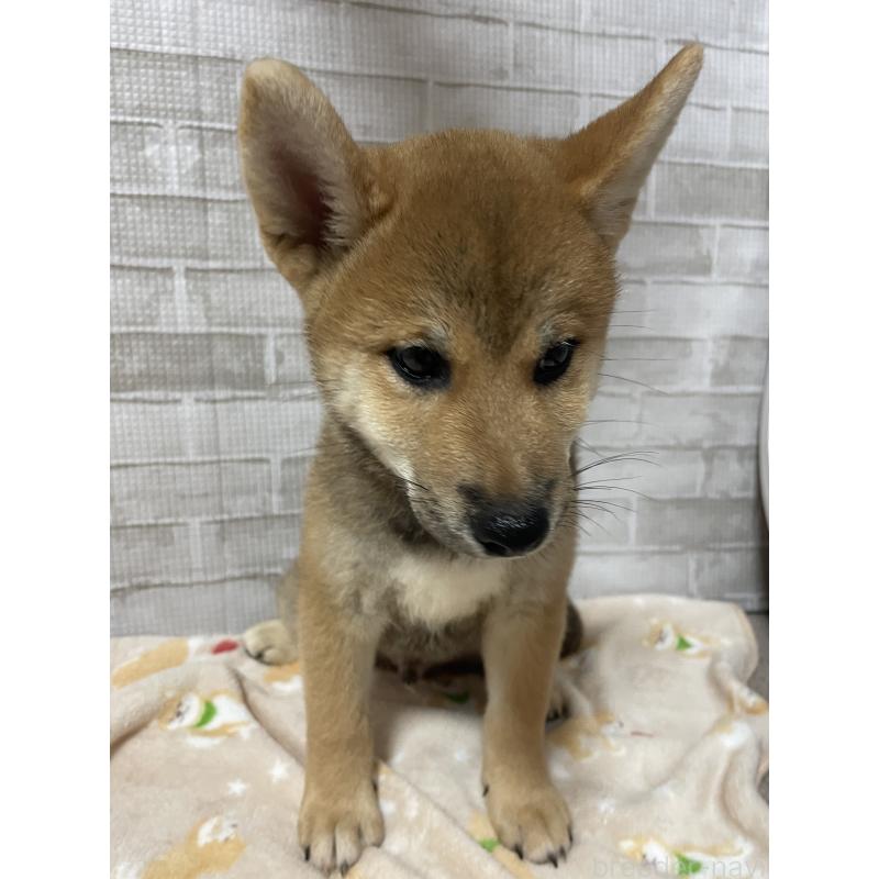 販売中の茨城県の柴犬-409215の5枚目