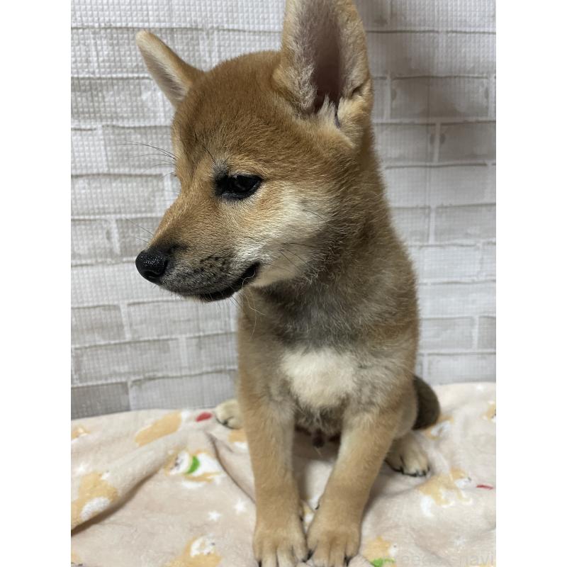 販売中の茨城県の柴犬-409215の4枚目