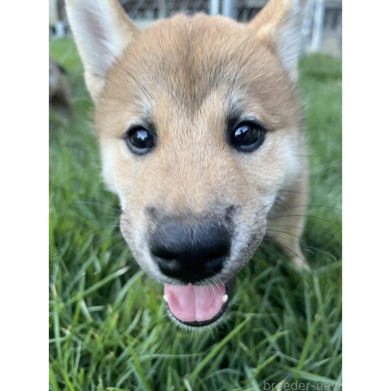 販売中の茨城県の柴犬-409215の3枚目