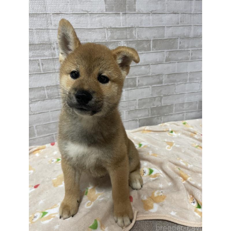 販売中の茨城県の柴犬-409218の5枚目