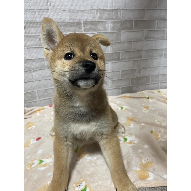 販売中の茨城県の柴犬-409218の4枚目