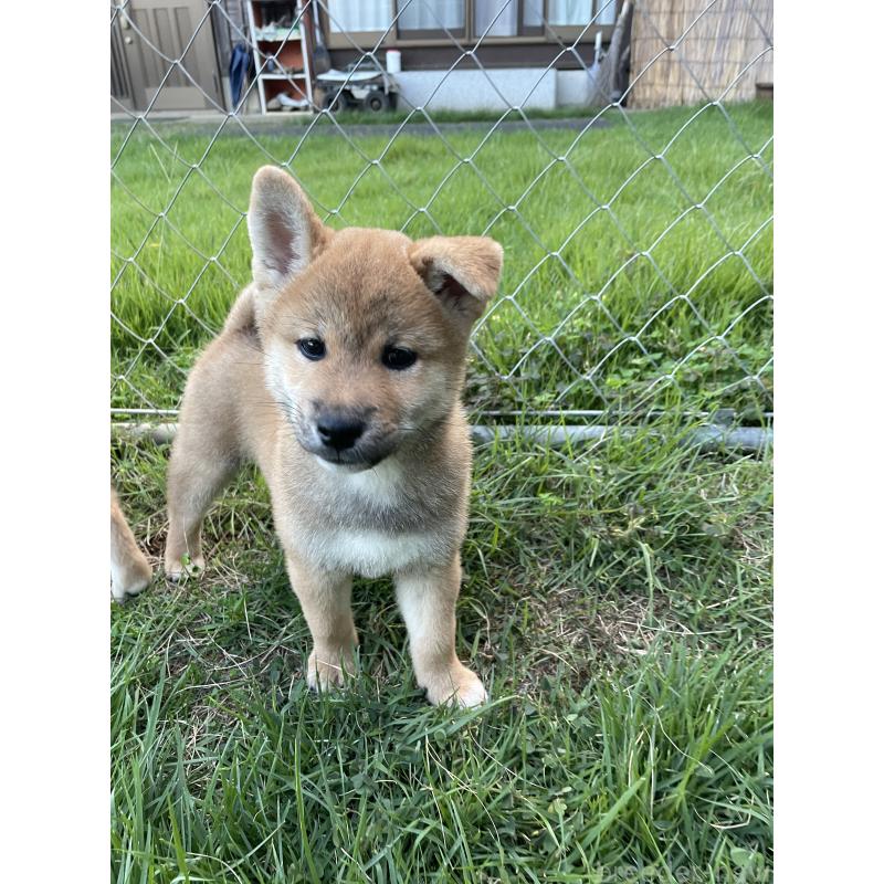 販売中の茨城県の柴犬-409218の3枚目