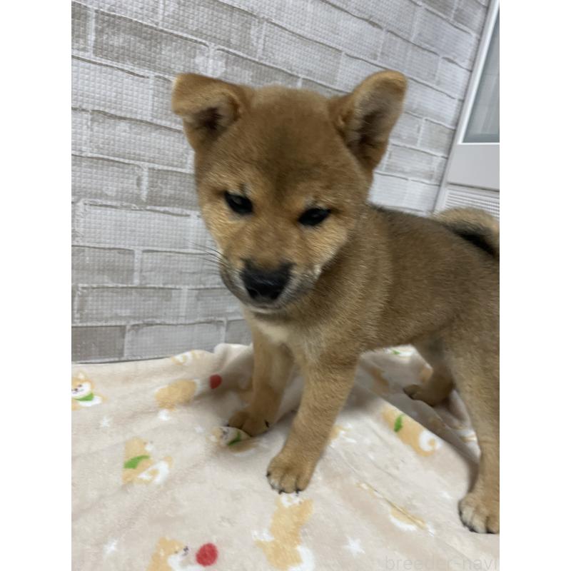 販売中の茨城県の柴犬-409207の6枚目