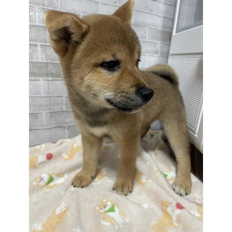販売中の茨城県の柴犬-409207の5枚目