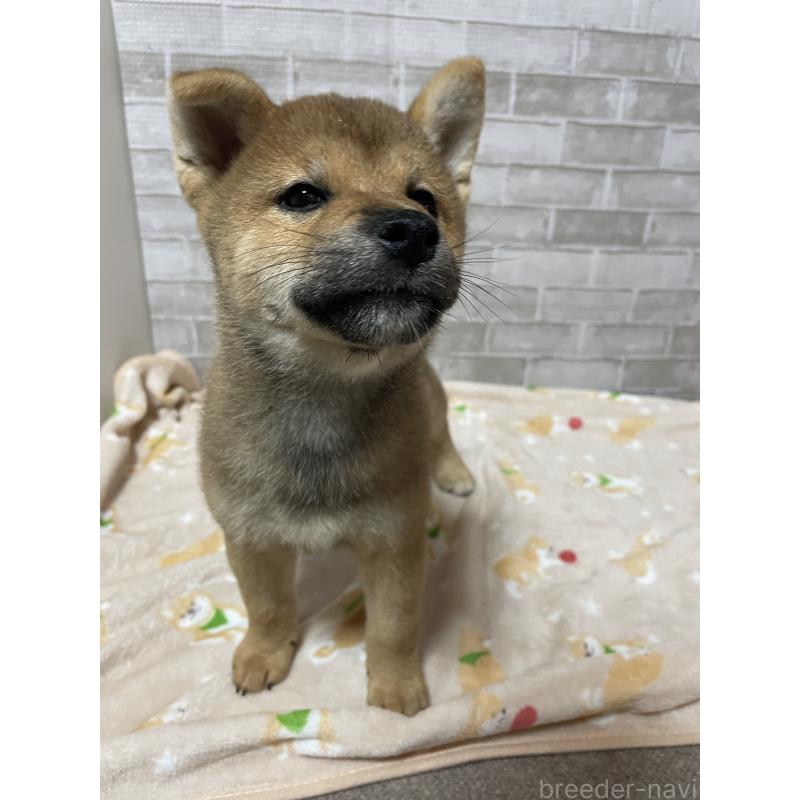 販売中の茨城県の柴犬-409207の4枚目
