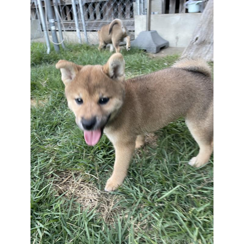 販売中の茨城県の柴犬-409207の3枚目