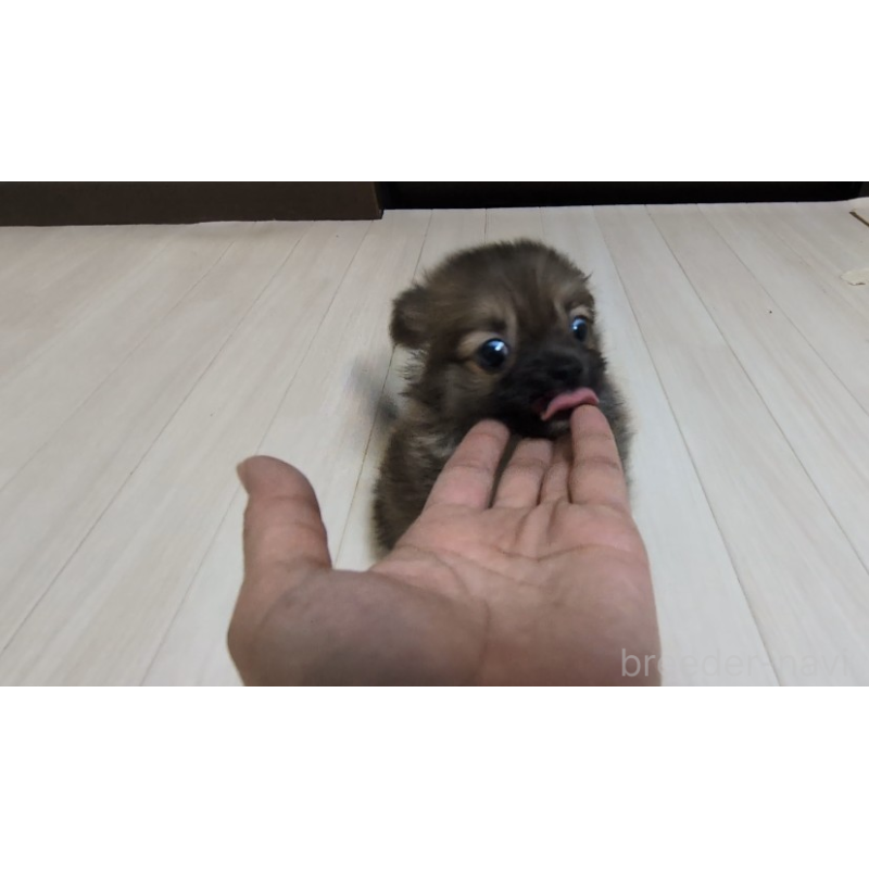 販売中の茨城県のミックス犬-417436の5枚目