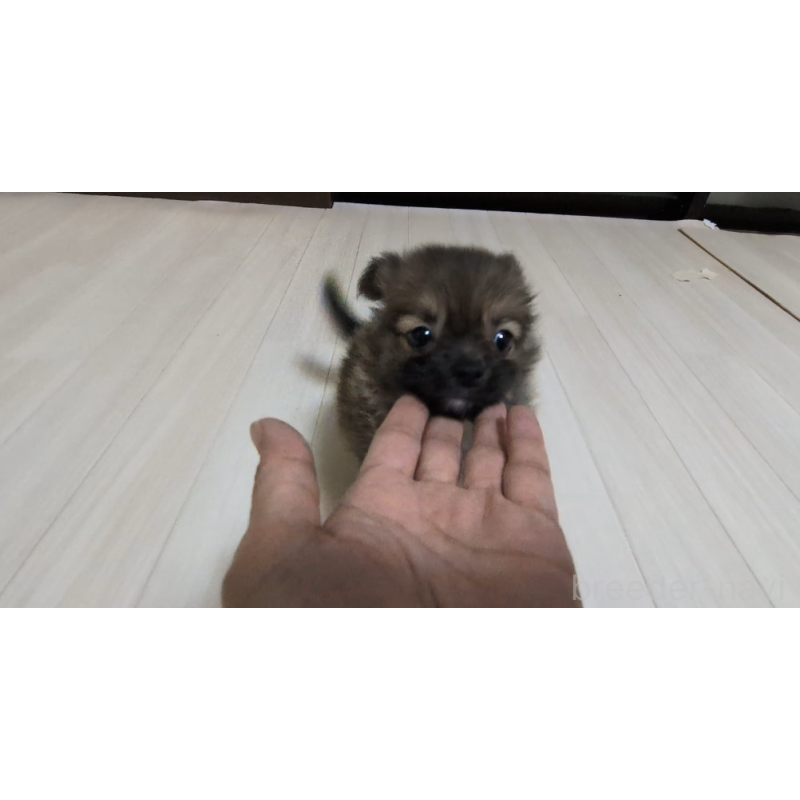 販売中の茨城県のミックス犬-417436の4枚目