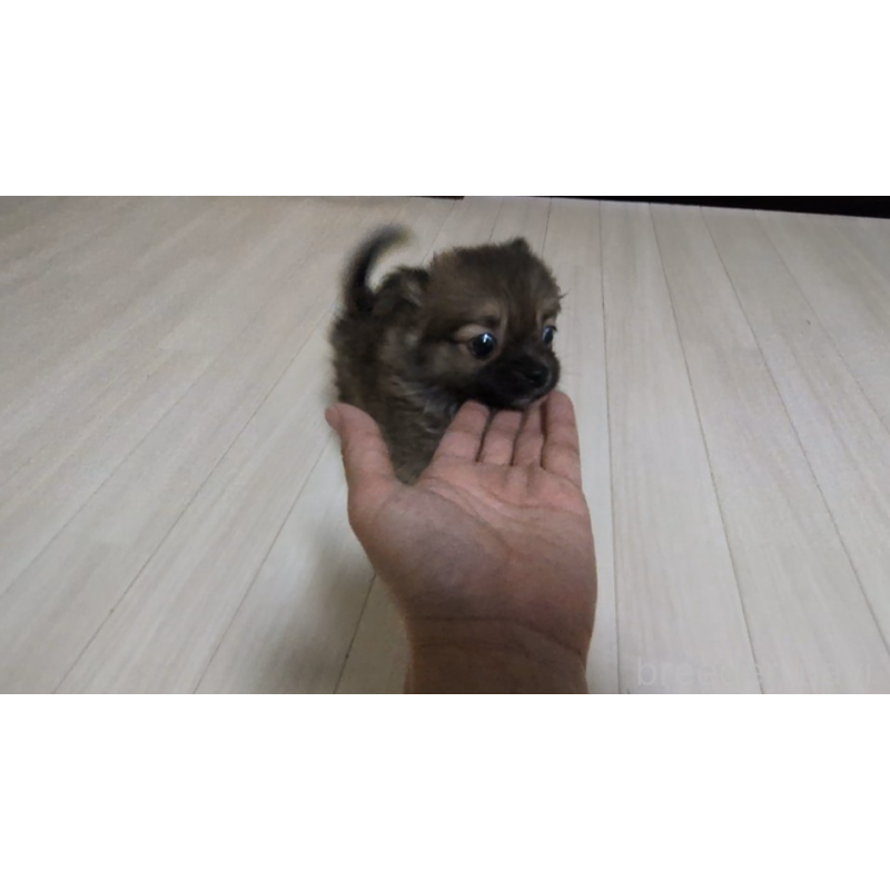 販売中の茨城県のミックス犬-417436の3枚目