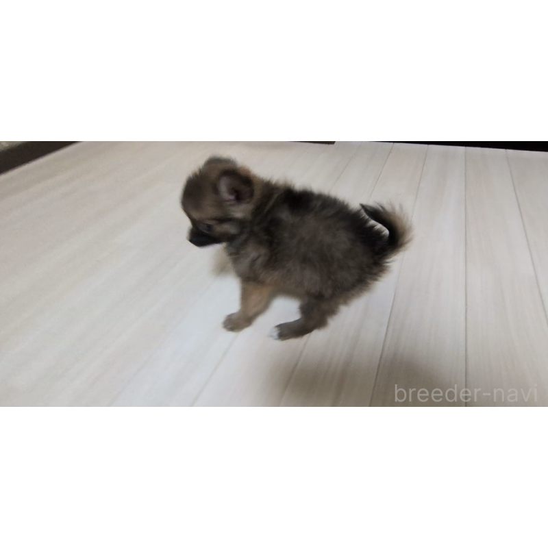販売中の茨城県のミックス犬-417436の2枚目