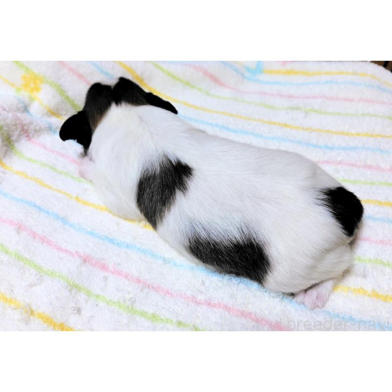 販売中の滋賀県のパピヨン-417437の2枚目