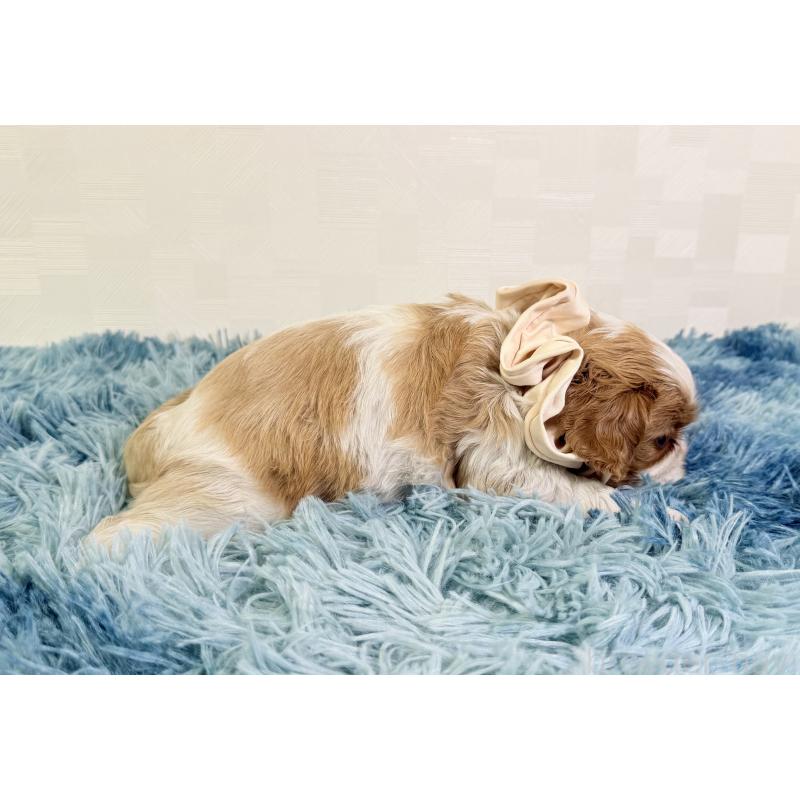 成約済の埼玉県のキャバリアキングチャールズスパニエル-416390の5枚目