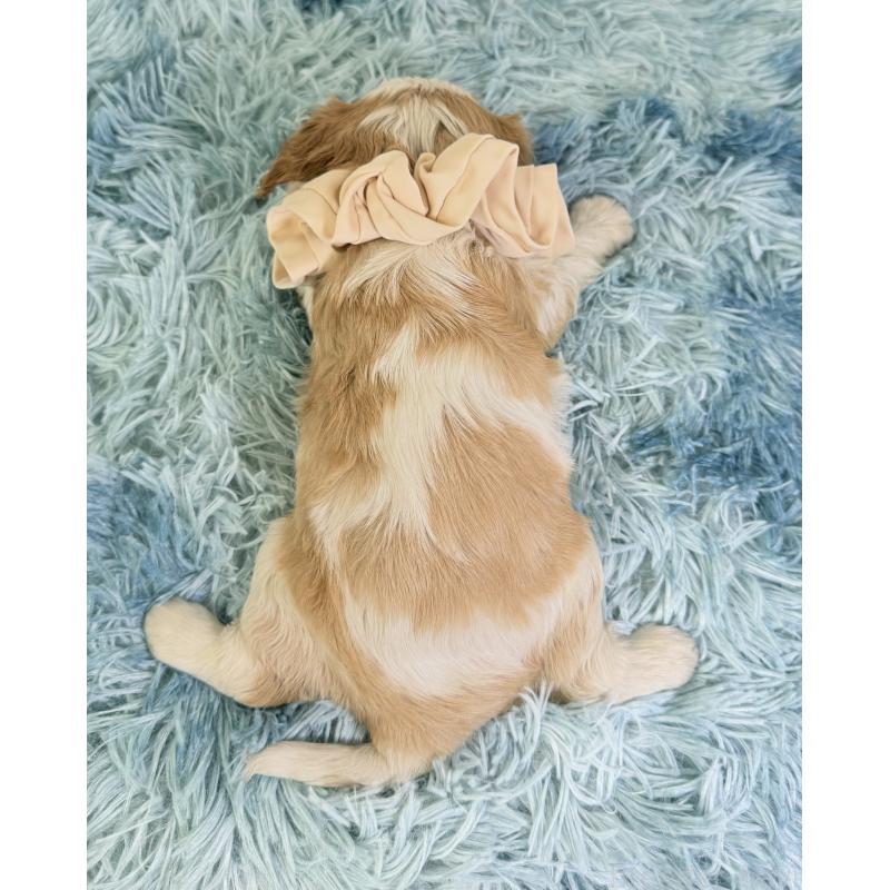 成約済の埼玉県のキャバリアキングチャールズスパニエル-416390の4枚目