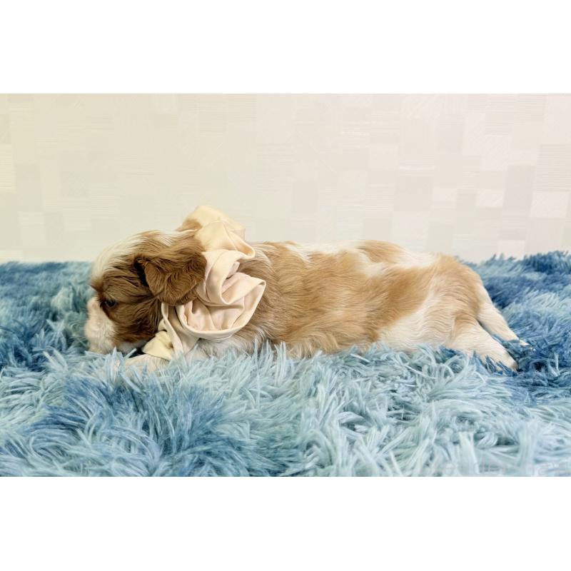 成約済の埼玉県のキャバリアキングチャールズスパニエル-416390の3枚目