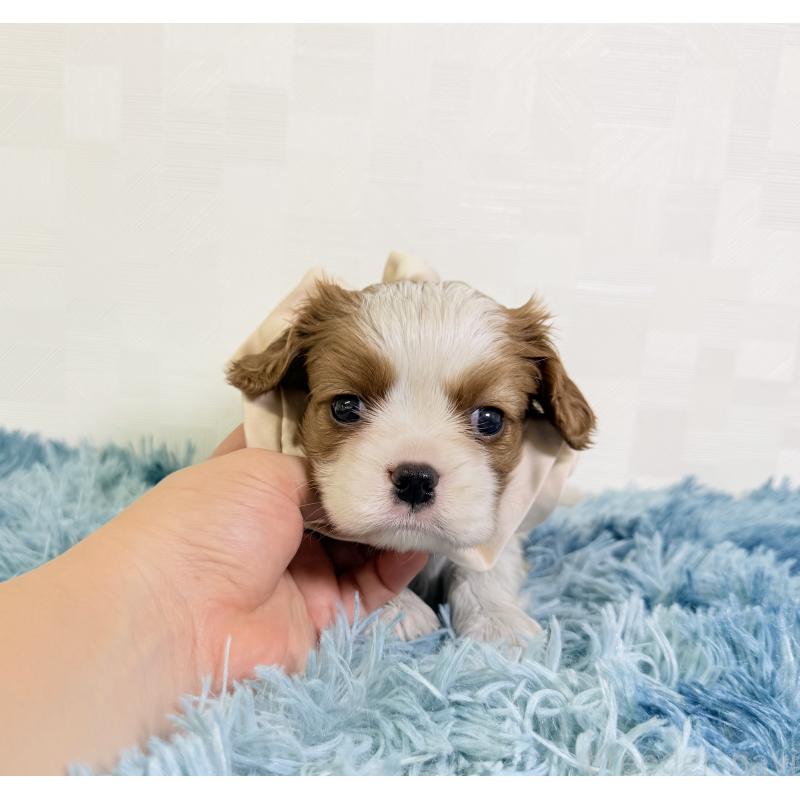 成約済の埼玉県のキャバリアキングチャールズスパニエル-416390の2枚目