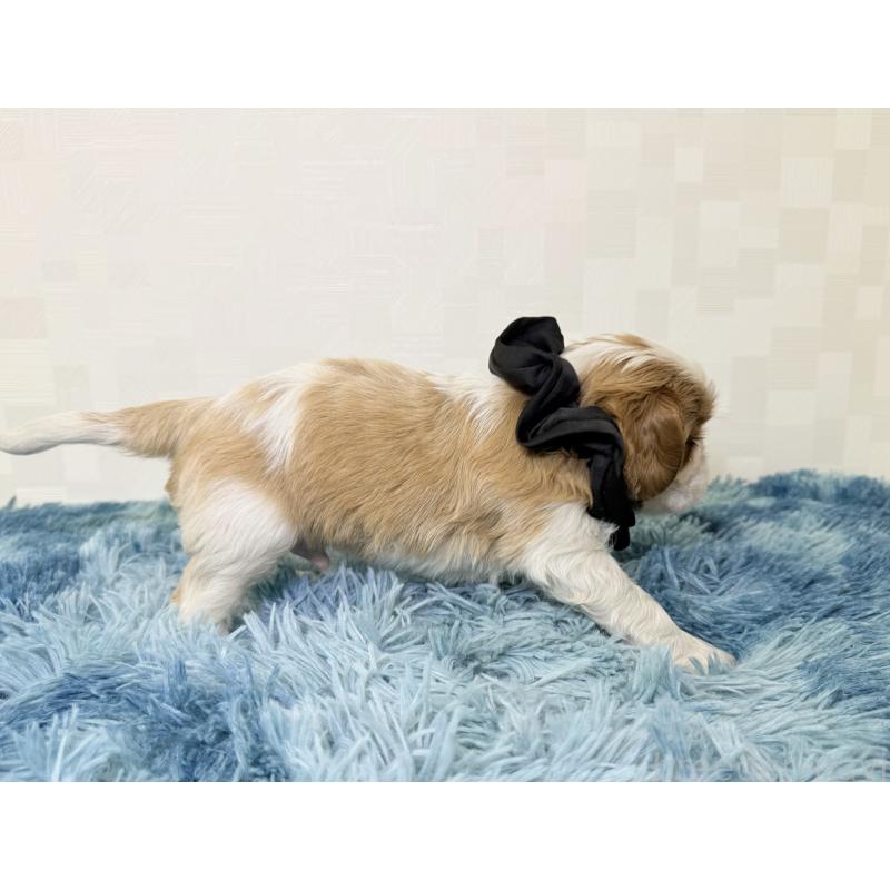 成約済の埼玉県のキャバリアキングチャールズスパニエル-416392の5枚目