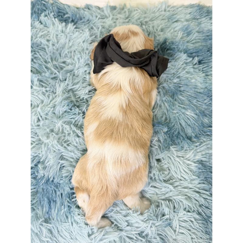 成約済の埼玉県のキャバリアキングチャールズスパニエル-416392の4枚目