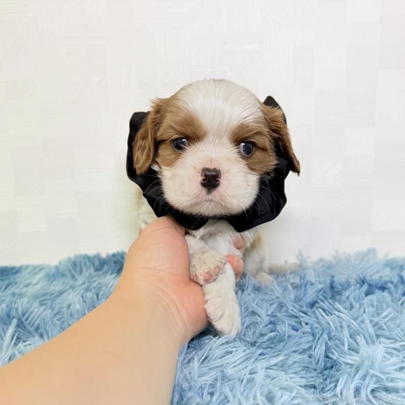 成約済の埼玉県のキャバリアキングチャールズスパニエル-416392の3枚目