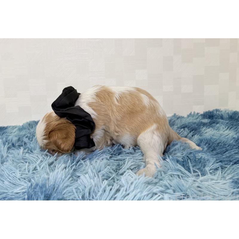 成約済の埼玉県のキャバリアキングチャールズスパニエル-416392の2枚目