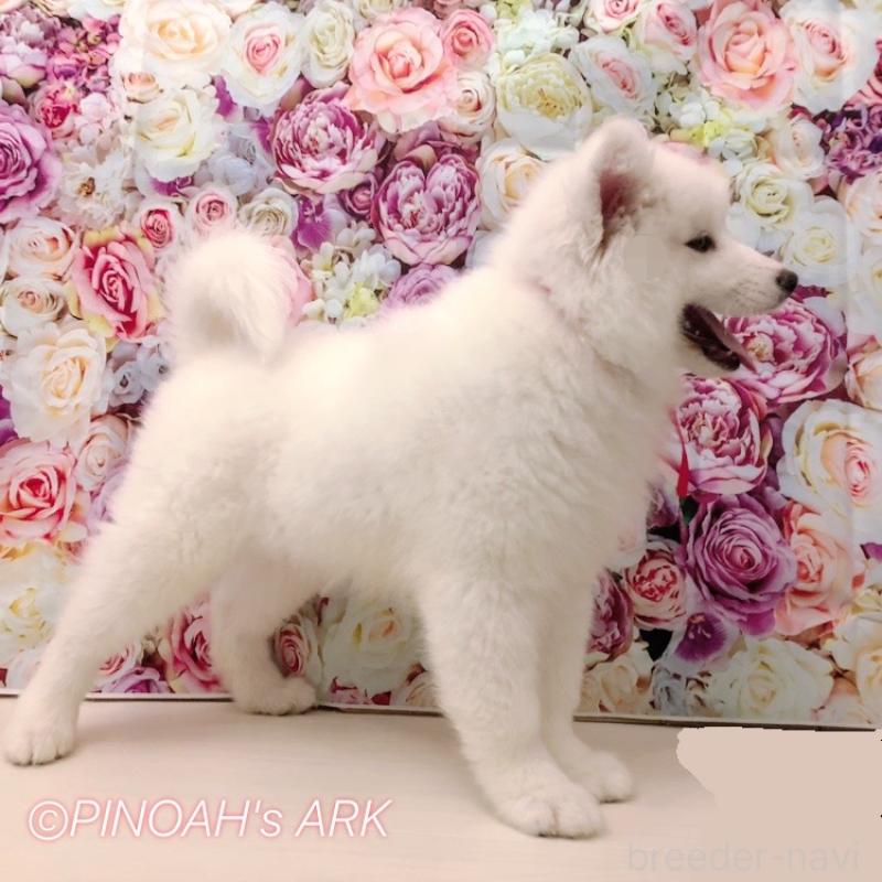 商談中の広島県のサモエド-406792の4枚目