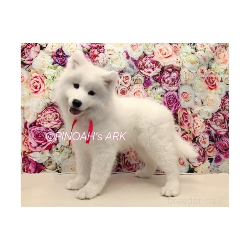 商談中の広島県のサモエド-406792の3枚目